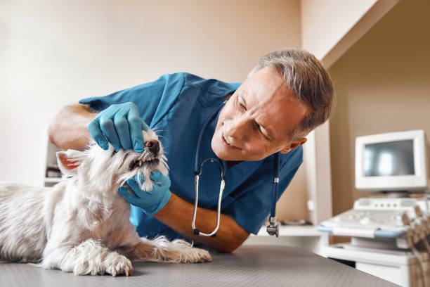 Best Mobile Emergency Dentist in Joppatowne, MD